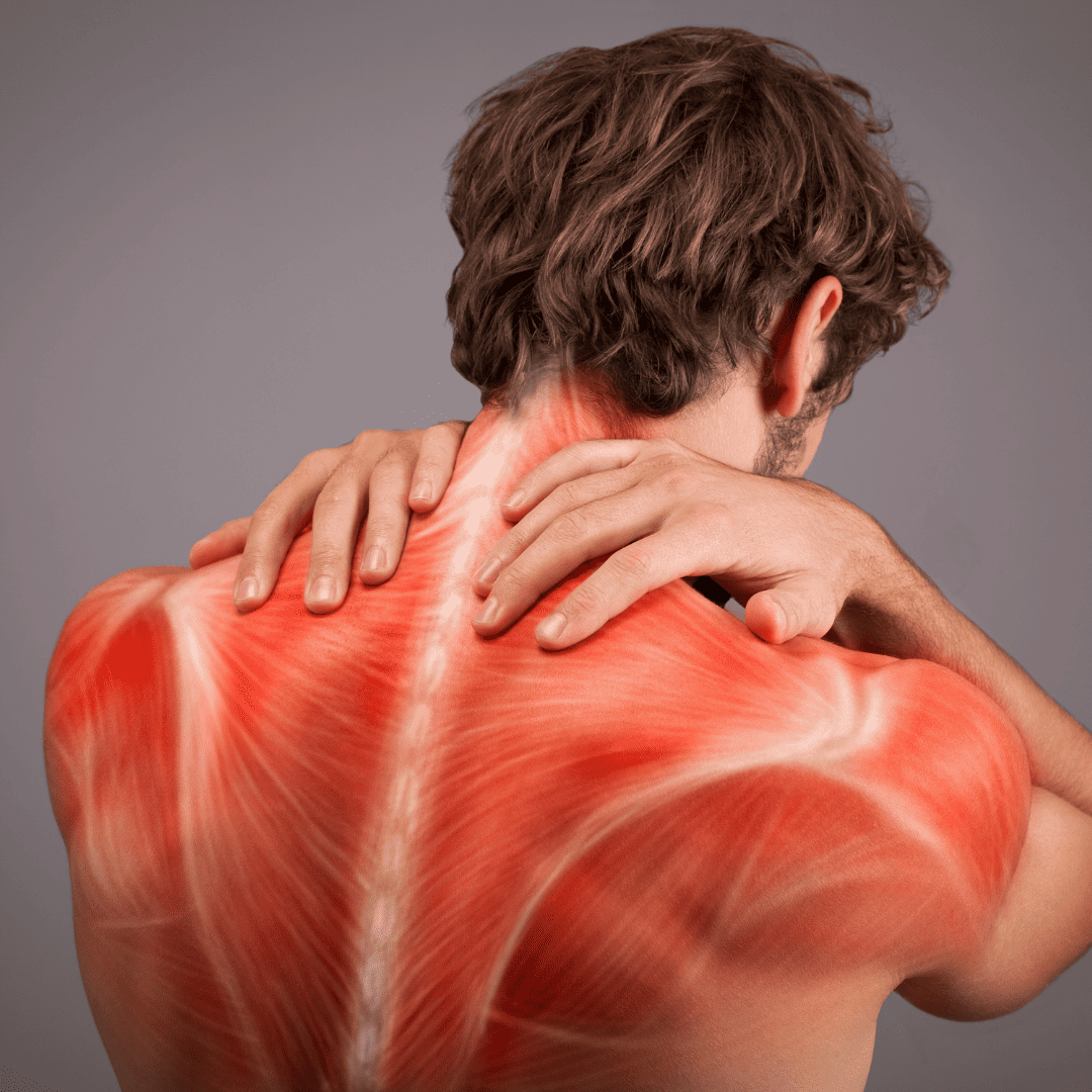 : Ilustración detallada del sistema fascial humano, mostrando la red de tejido conectivo que rodea los músculos y órganos del cuerpo.