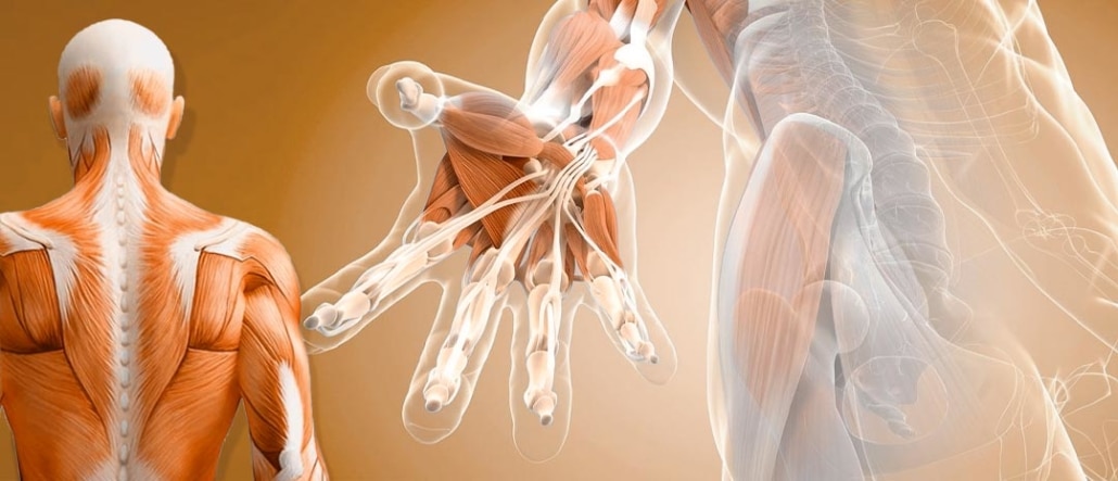Ilustración detallada del sistema fascial humano mostrando la red de fascia que envuelve músculos y órganos, con énfasis en el movimiento y la estabilidad del cuerpo.