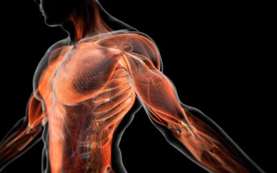 Sistema Fascial en Fisioterapia